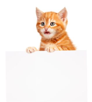 Cute little red kitten with empty board isolated on white background