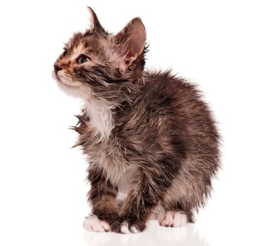 Wet little kitten isolated on white background