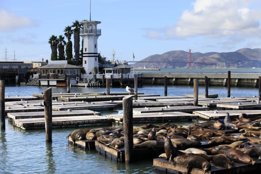 This is PIER 39 and the sea lions in San Francisco.