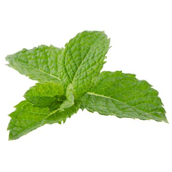 Fresh mint leaves isolated on white background.