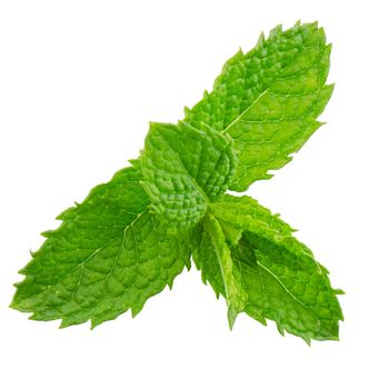 Fresh mint leaves isolated on white background.