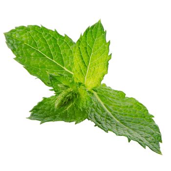 Fresh mint leaves isolated on white background.