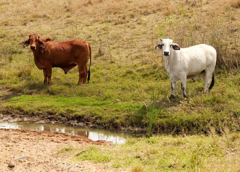 Brahman Brown and White Cows free range by creek water hole on australian ranch farmland