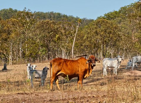 Brown cow with white cows on australian farm ranch