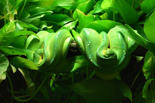 green tree python