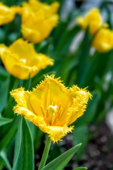 Yellow Filly Tulps in Full Bloom.