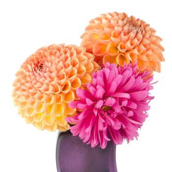 Three dahlias in purple glass vase isolated on white background.