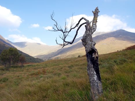 Burnt tree on a hill