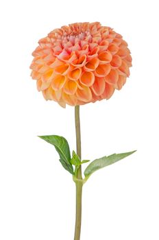 Beautiful dahlia flower isolated on white background.