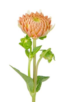 Beautiful dahlia flower isolated on white background.