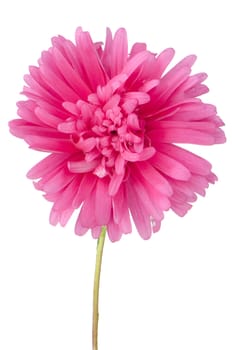 Pink daisy flower isolated on white background.