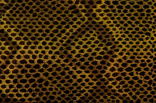 Closeup of snake Skin Leather Texture.