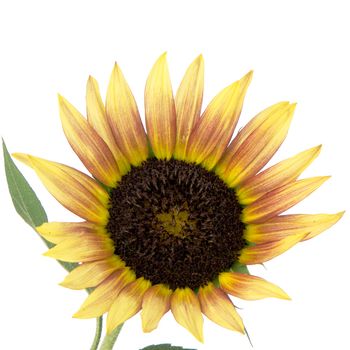 Beautiful Sunflower isolated on white background.