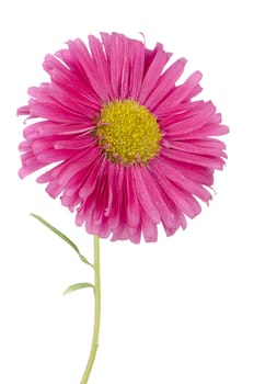 Pink daisy flower isolated on white background.