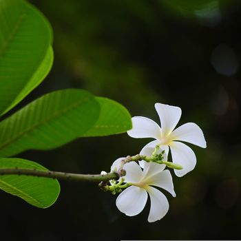 Frangipani flowers