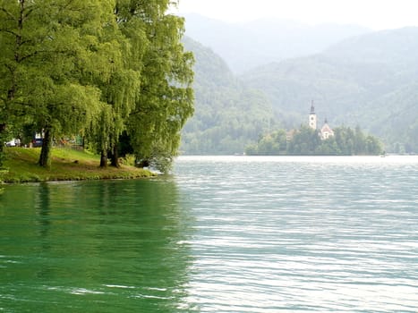 Green trees at lakeside