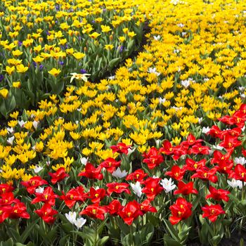 Beautiful flowers in Keukenhof Garden