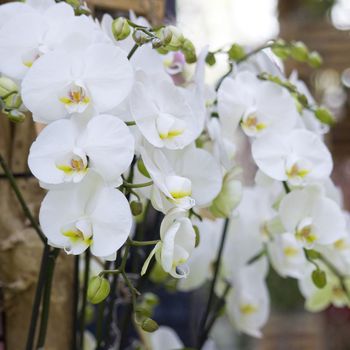 White orchid flowers - phalaenopsis