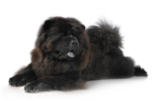 Black Chow-Chow in studio on white background