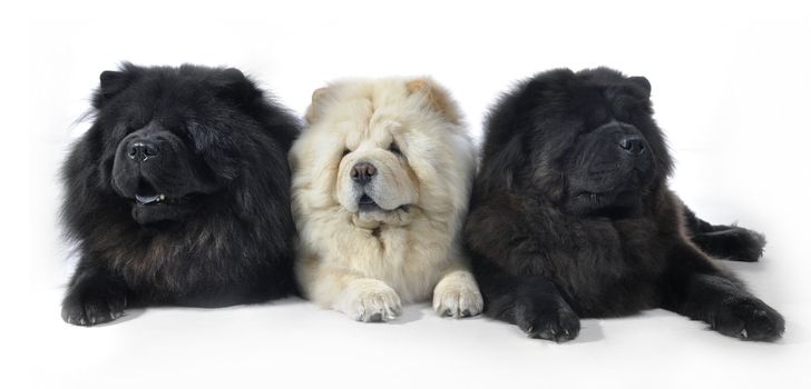 Three Chow-Chow in studio on white background