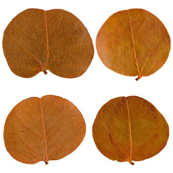 Autumn leaves isolated on white background.