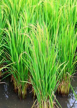 A green paddy field in thailand