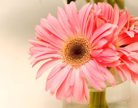 Close up pink gerbera in a vase