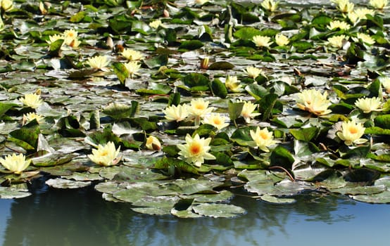 yellow water lily on the lake (Nymphaea alba)