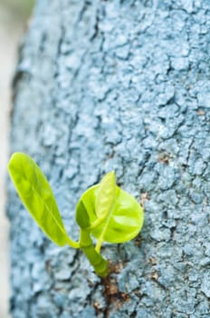 Tree trunk with leaf buds