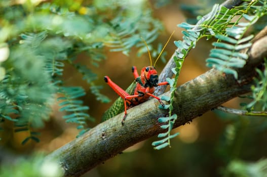 A large red and green grasshopper in Colombia.