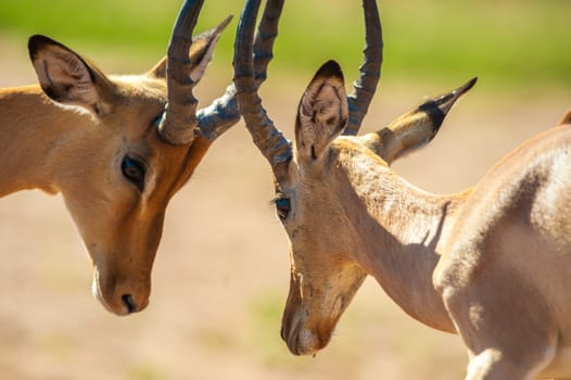 Impala butting heads in Chobe National Park