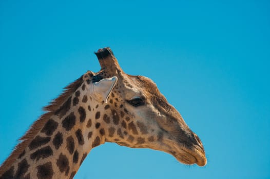 Giraffe (Giraffa camelopardalis) and blue sky, Chobe National Park