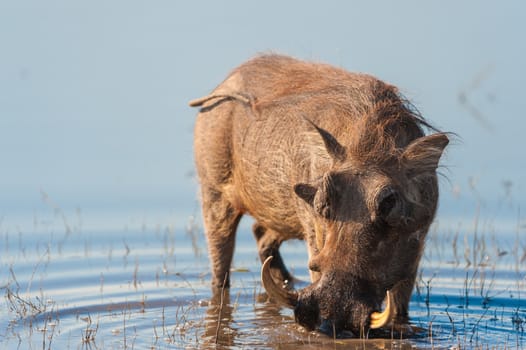 Brown hairy warthog in the water of a river