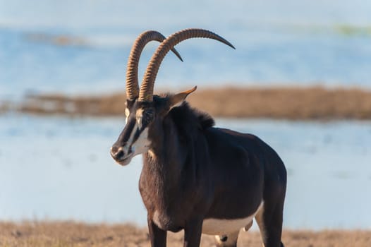 Roan (Hippotragus equinus) in Chobe National Park