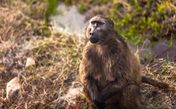 Baboon on the roadside, Cape Point, South Africa