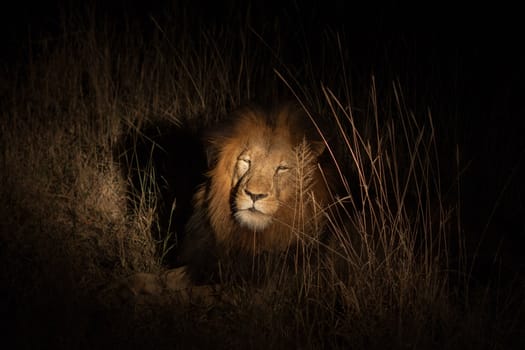 Lion in bush at night near Kruger National Park