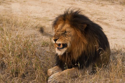 Lion baring teeth, near Kruger National Park