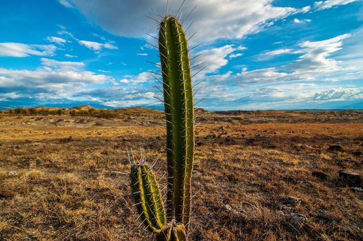 A lone cactus in Tatacoa desert in Colombia.