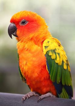 Lovebird holds a roost in a zoo