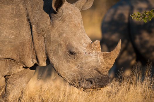 A Southern white rhinoceros (Ceratotherium simum simum) grazing