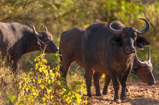 Group of Cape buffalo (Syncerus caffer), Kruger National Park