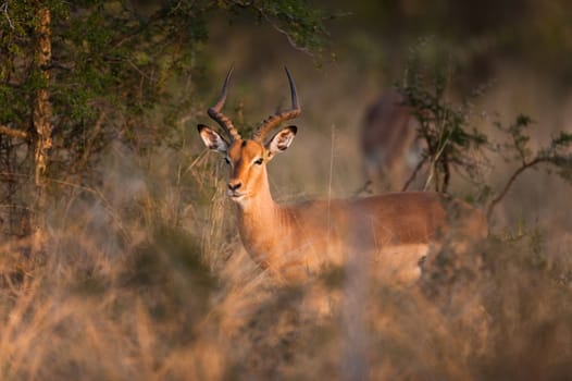 Impala (Aepyceros melampus) near Kruger National Park