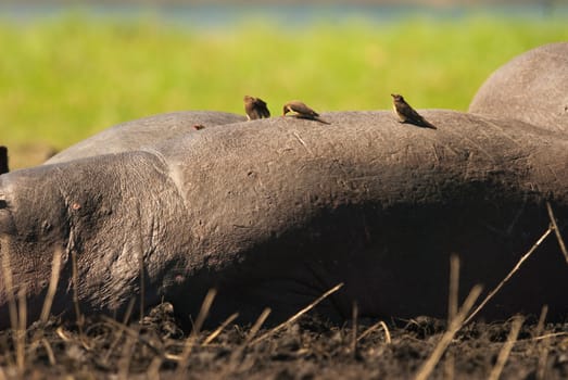 Birds on back of a hippo, Chobe National Park