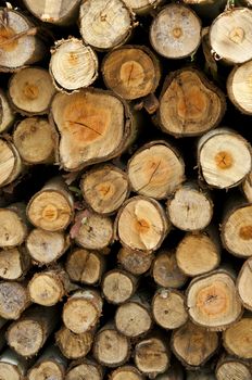 Firewood for use as fuel in winter.