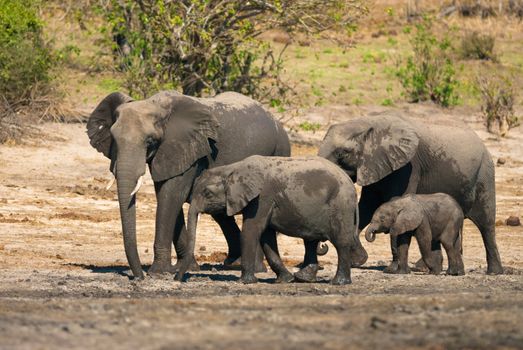 Family of african bush elephants (loxodonta africana)