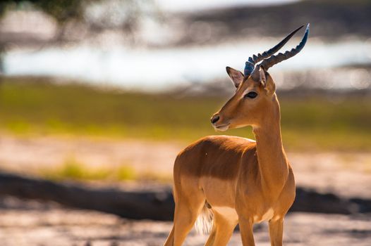 Impala (Aepyceros melampus) in Chobe National Park, Botswana