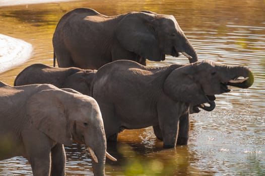 Group of African bush elephants (Loxodonta africana) drinking