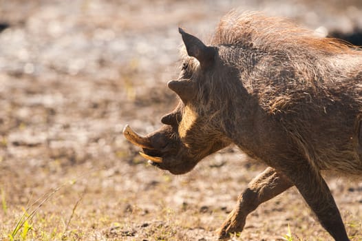 Running warthog (Phacochoerus africanus) up close in Botswana