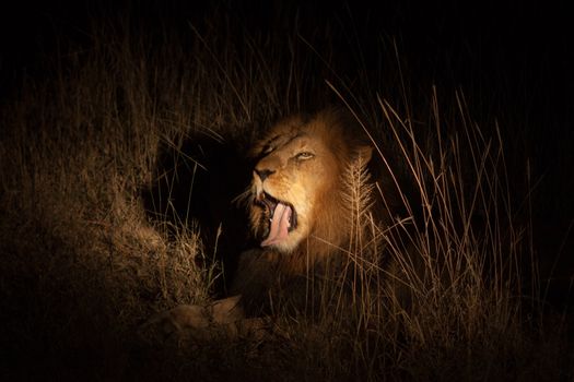 Lion yawning at night near Kruger National Park