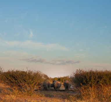 Rhinos from behind at a watering hole